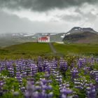 Lupinen über Lupinen...