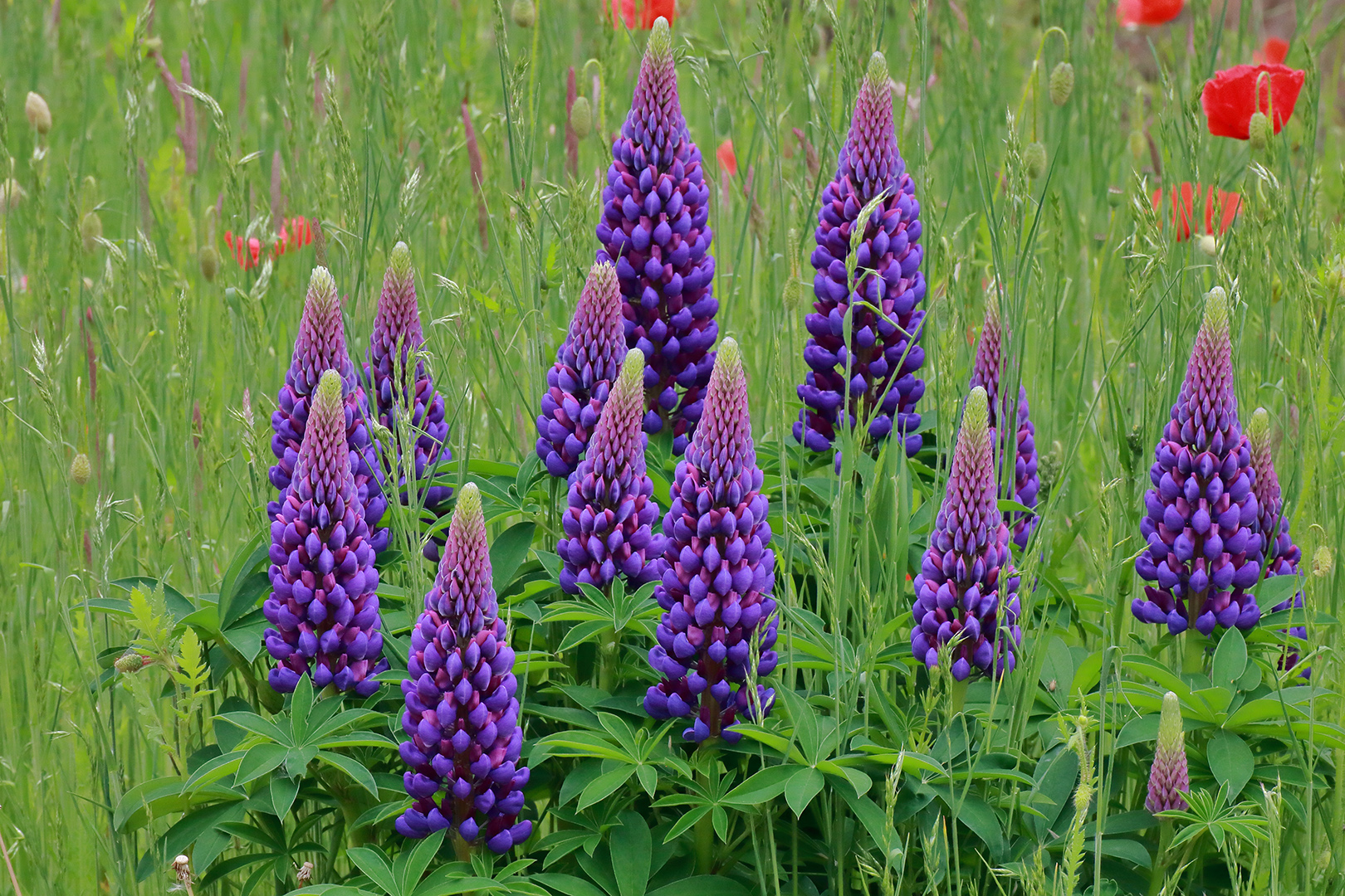 Lupinen und Mohn