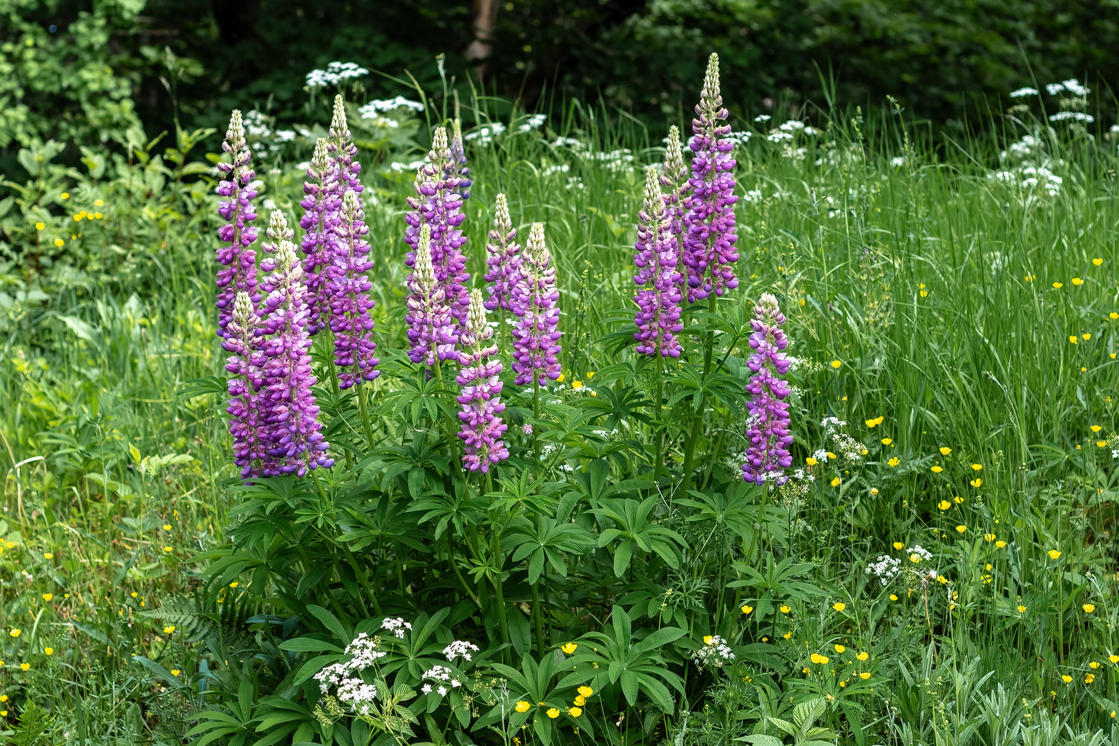 Lupinen und Schweden gehören einfach zusammen. Foto & Bild pflanzen
