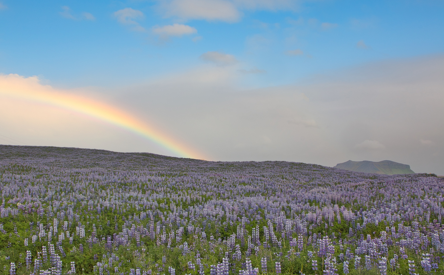 Lupinen unter´m Regenbogen - Island