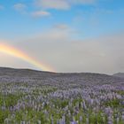 Lupinen unter´m Regenbogen - Island