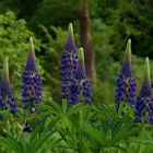 Lupinen vor Parklandschaft