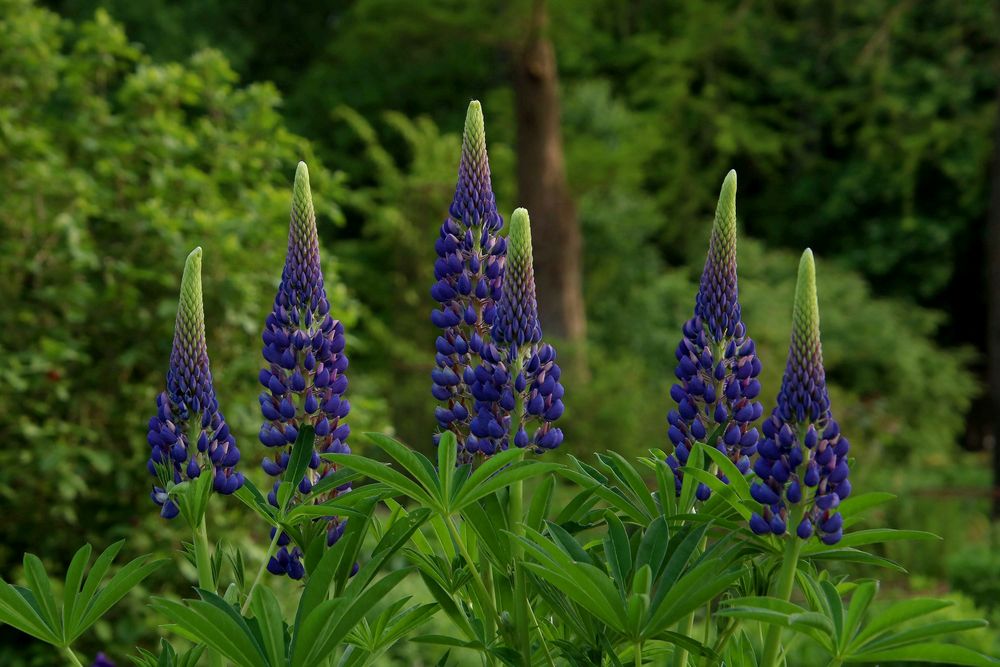 Lupinen vor Parklandschaft Foto & Bild pflanzen, pilze & flechten
