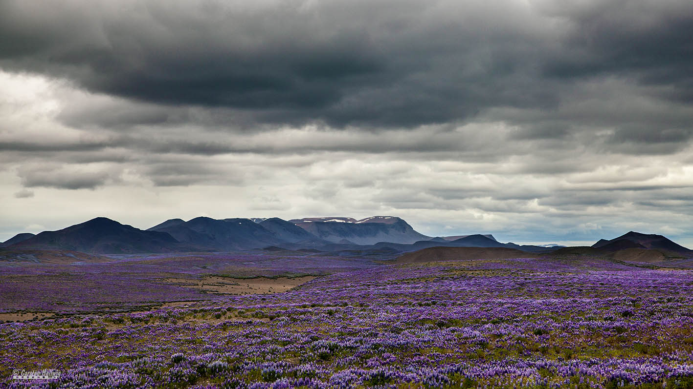 Lupinen- weites Land II