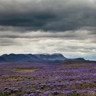 Lupinen- weites Land II