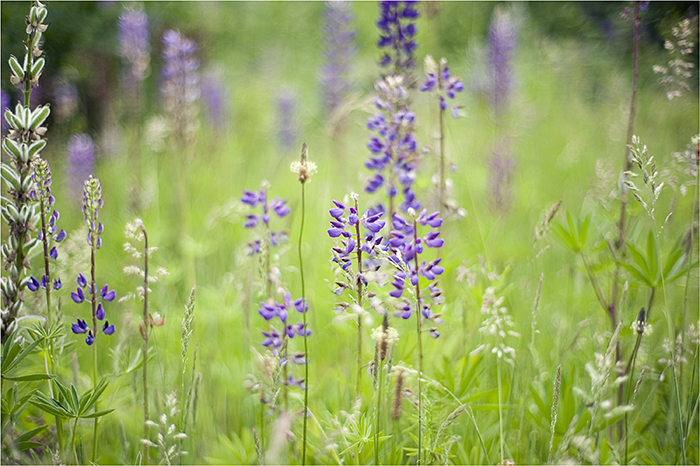 lupinen-wiese