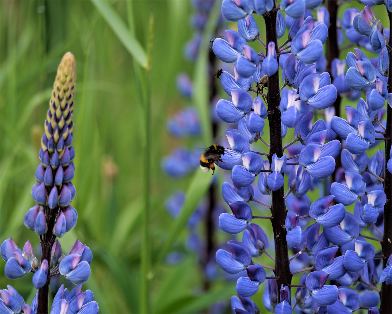 Lupinenbesucher II