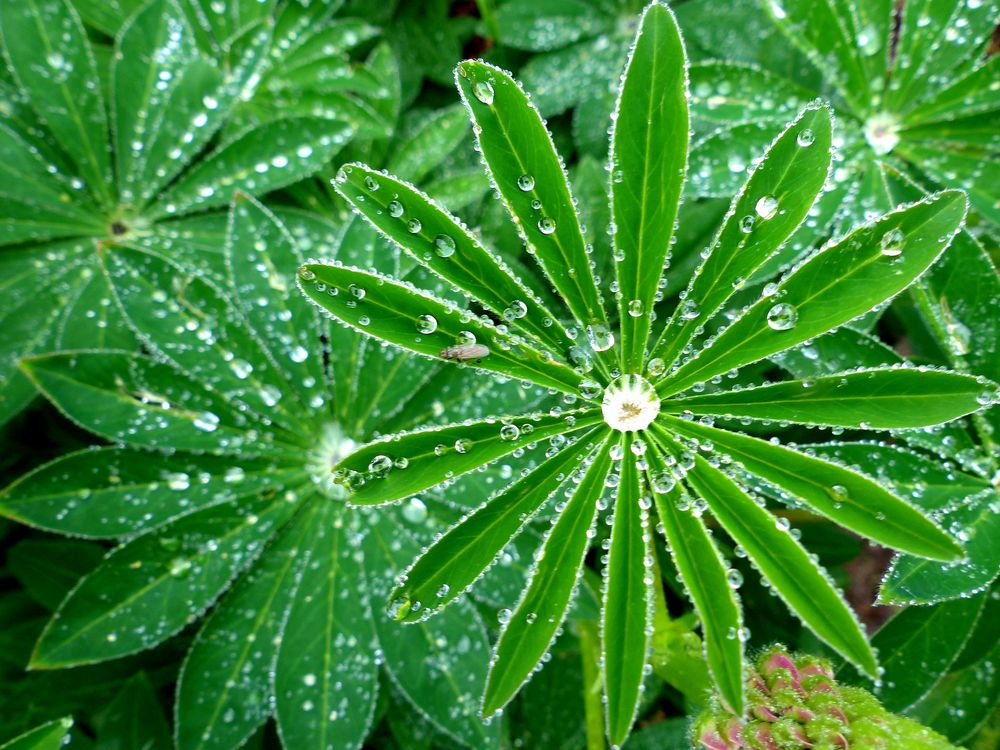 Lupinenblatt mit Regentropfen