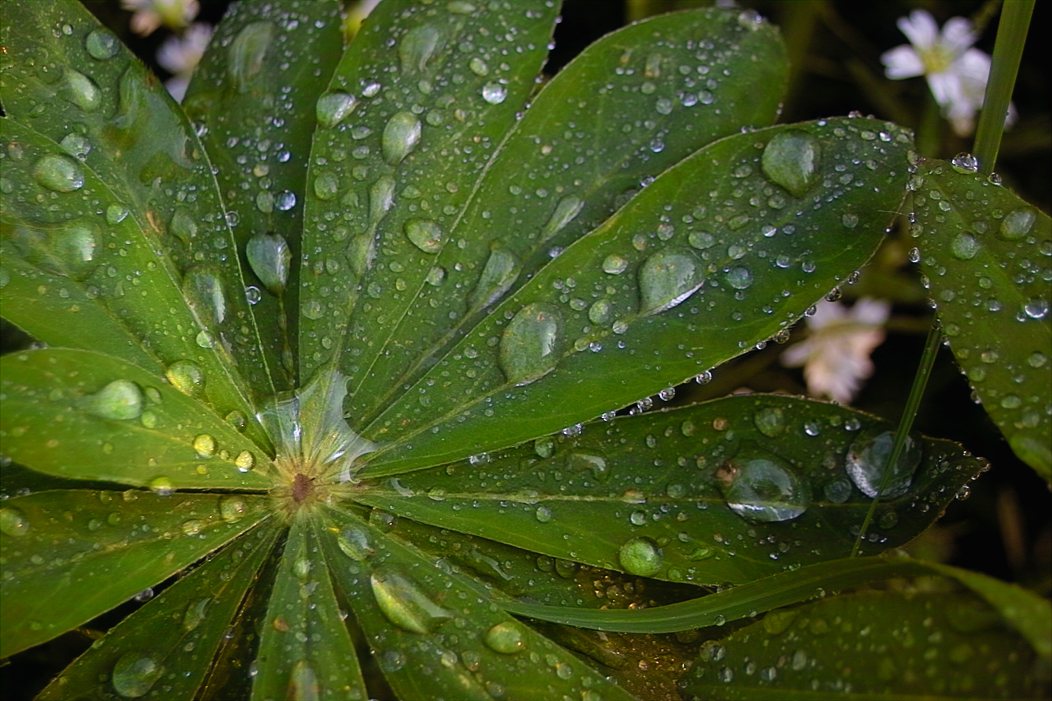 Lupinenblatt nach einem Sommerregen