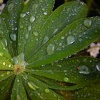 Lupinenblatt nach einem Sommerregen