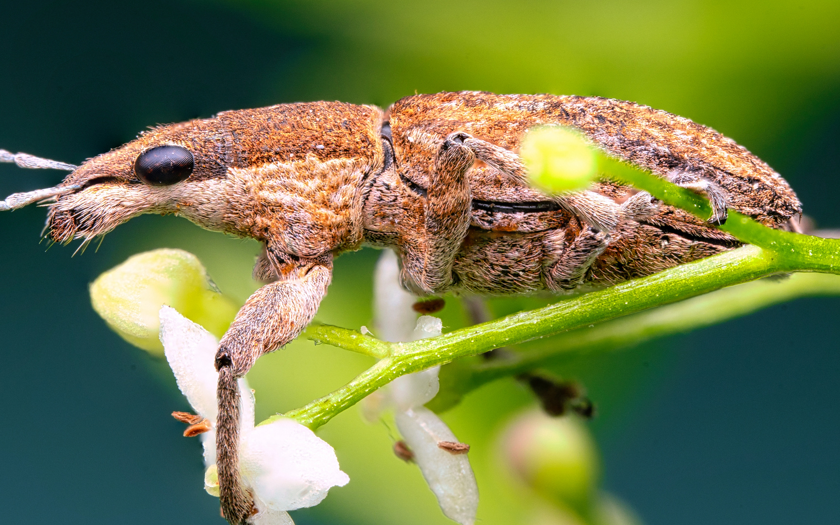 Lupinenblattrandkäfer