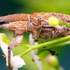 Lupinenblattrandkäfer