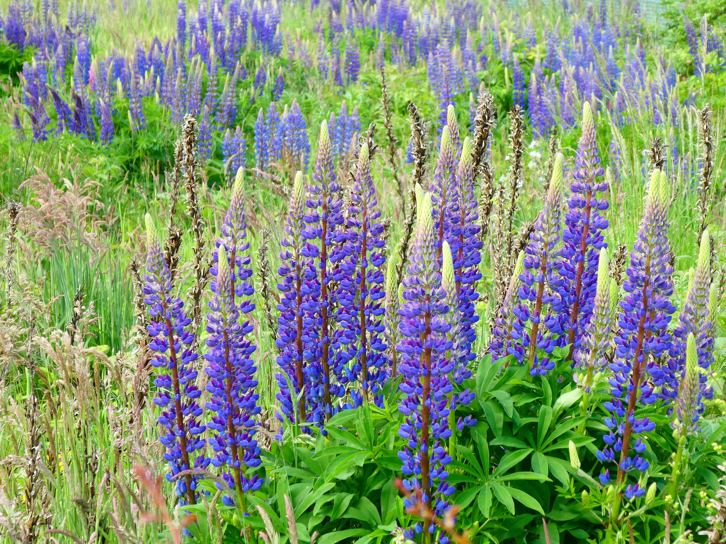 Lupinenblüte