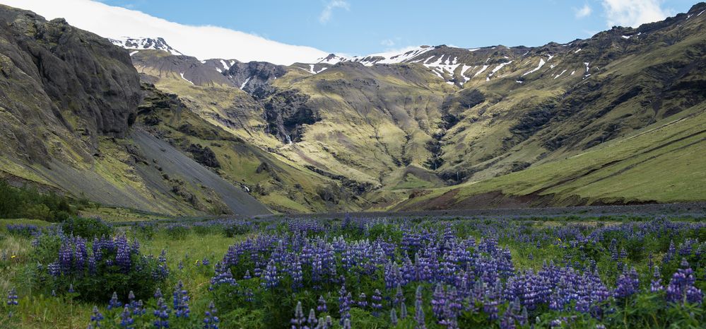 Lupinenblüte in Island