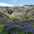 Lupinenblüte in Island