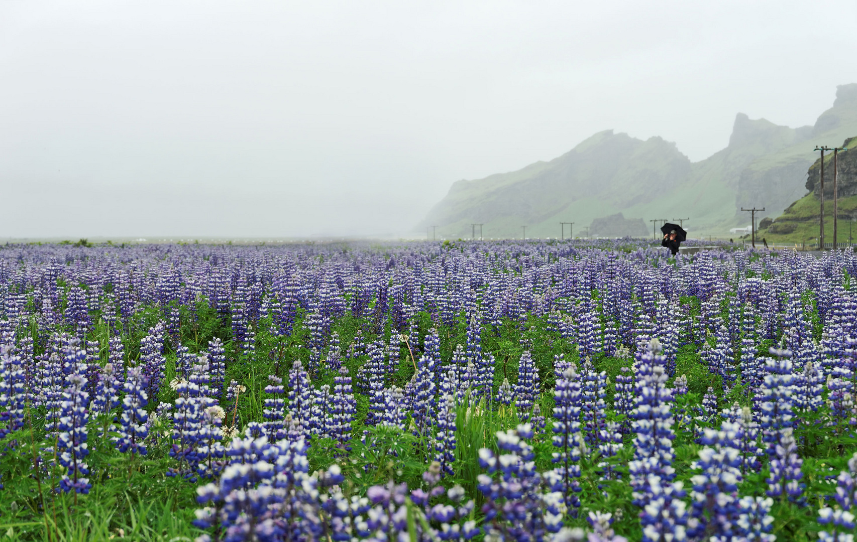 Lupinenblüte in Island