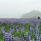 Lupinenblüte in Island