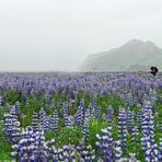 Lupinenblüte in Island