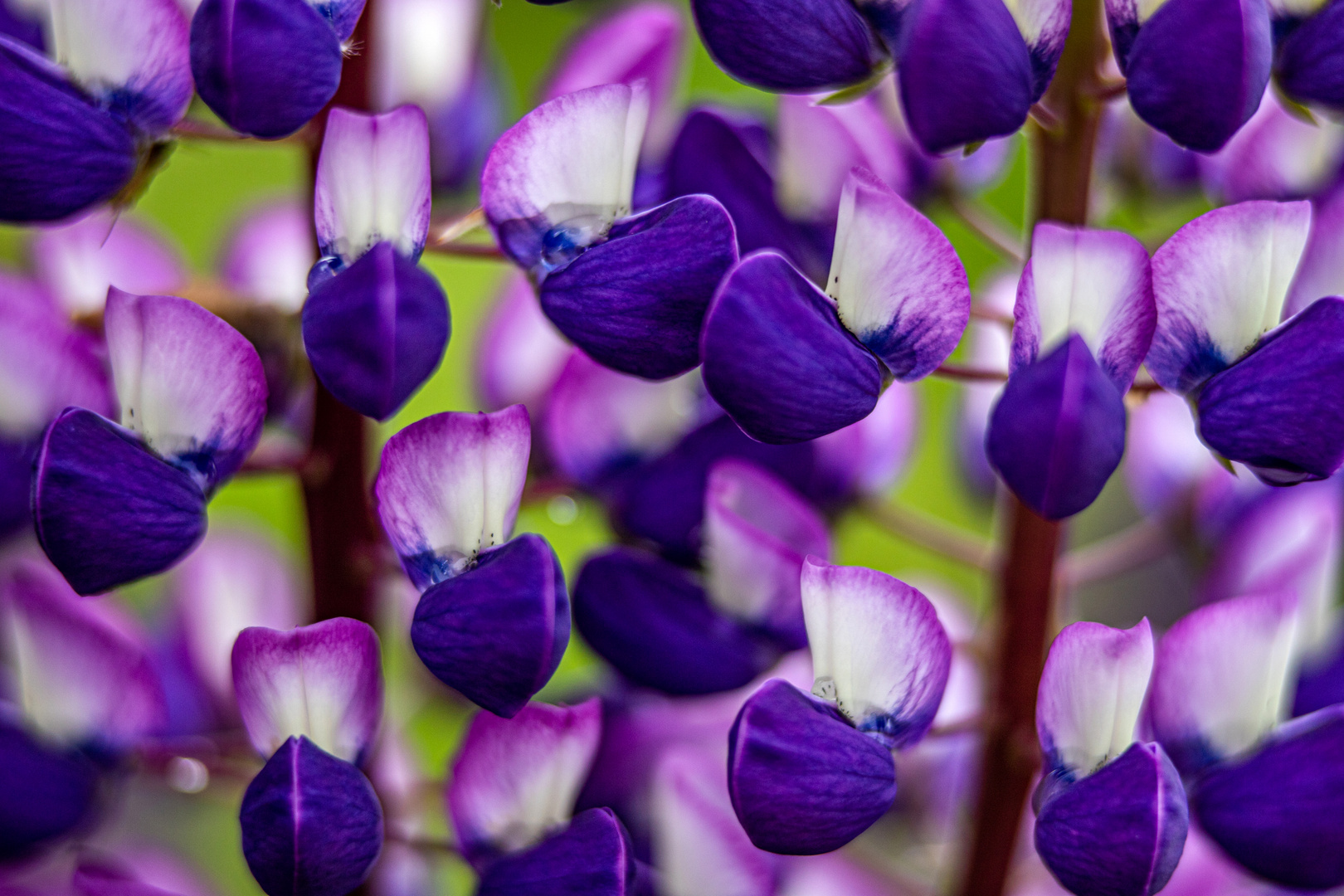 Lupinenblüten