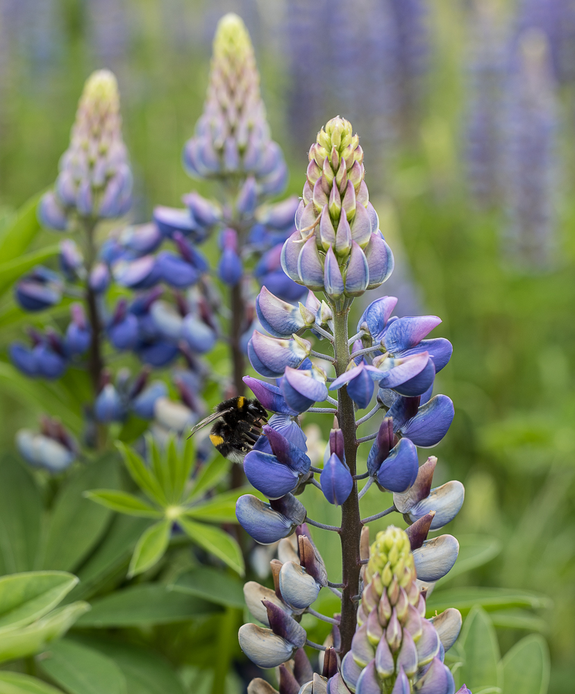 Lupinenblüten