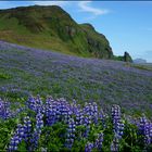 Lupinenfeld