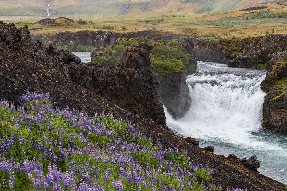 Lupinenfeld am Hjálparfoss