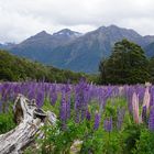 Lupinenfeld auf dem Weg zum Milfordsound