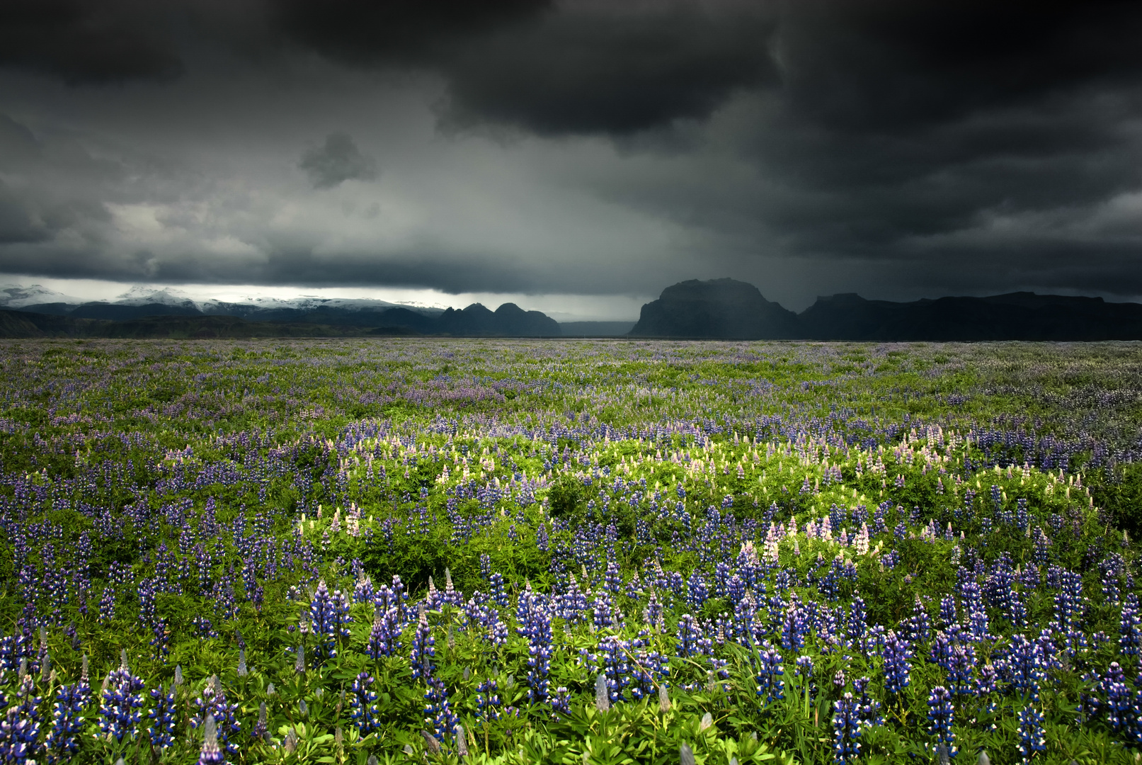 Lupinenfeld auf Island