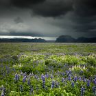 Lupinenfeld auf Island