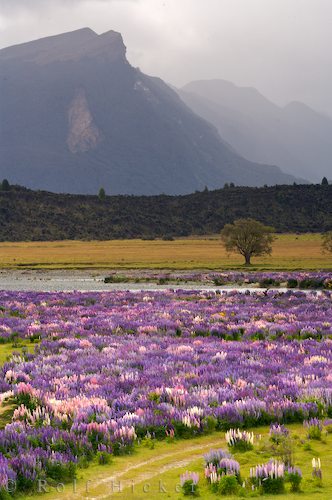 Lupinenfeld Fiordland National Park