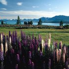 Lupinenfeld, Lake Tekapo, Mackenzie-Distrikt