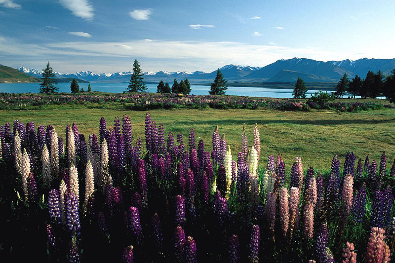 Lupinenfeld, Lake Tekapo, Mackenzie-Distrikt