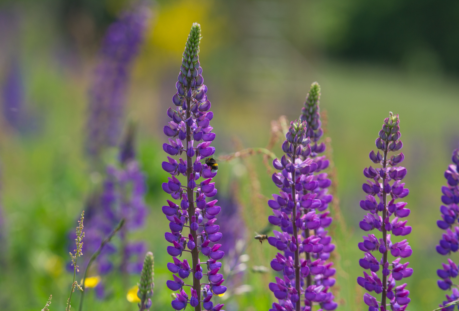 Lupinenfeld mit Besucher