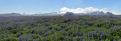 Lupinenfeld Snæfellsnes