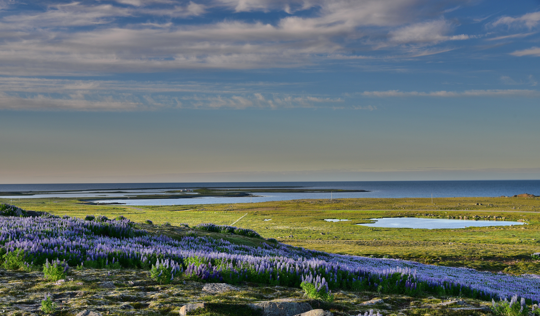 Lupinenfelder in Raufarhöfn