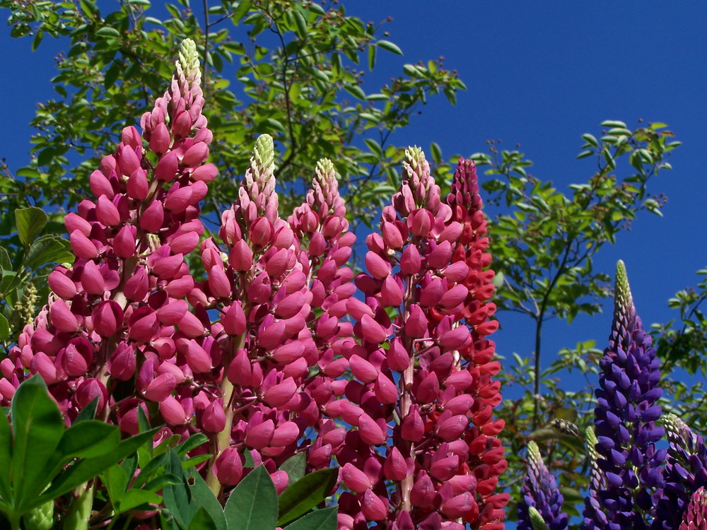 Lupinen_Freude in Farbe