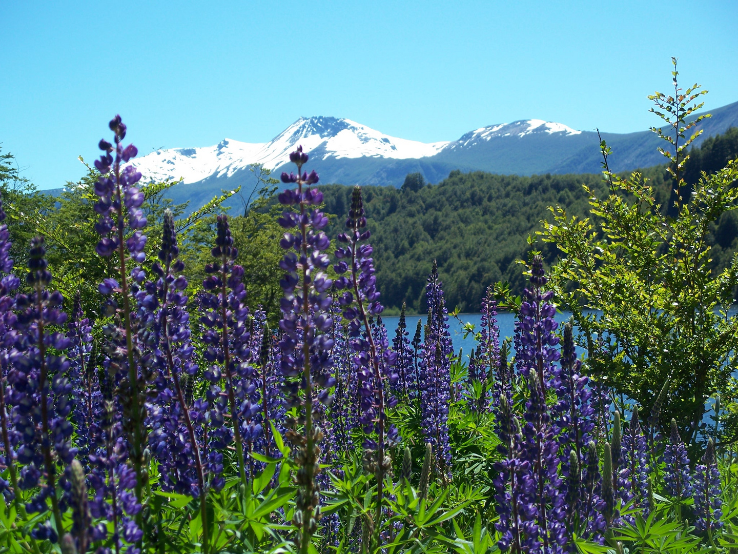 Lupinenmeer