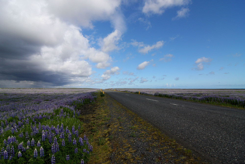 Lupinenpracht auf Island