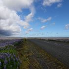 Lupinenpracht auf Island