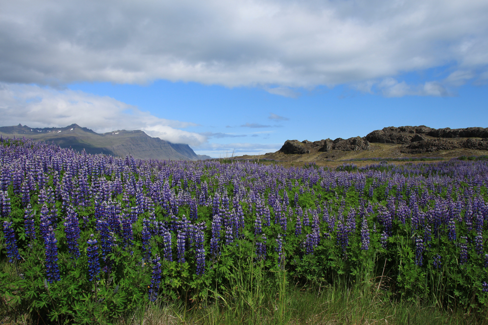 Lupinenpracht in Island