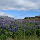 Lupinenpracht in Island