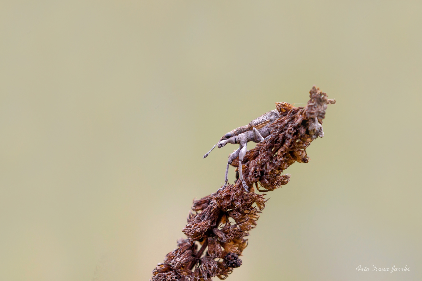 Lupinenrüsselkäfer