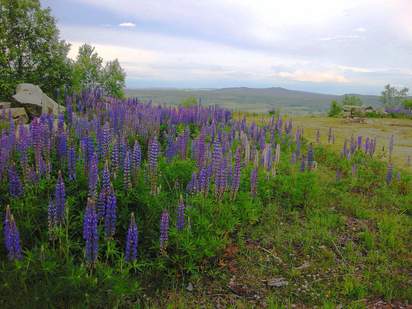 Lupinenzeit