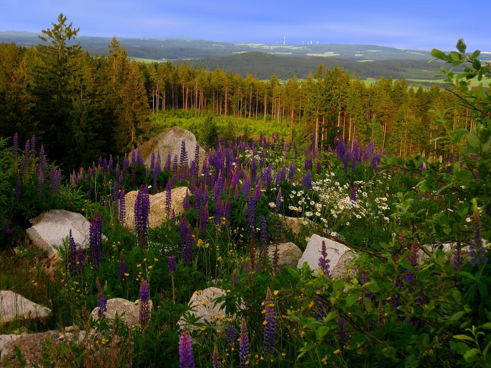 Lupinenzeit