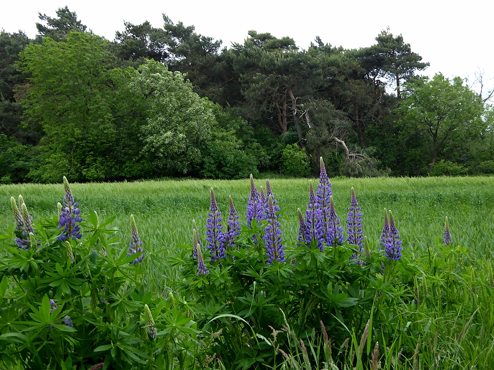 Lupinenzeit