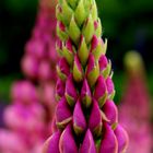 Lupines