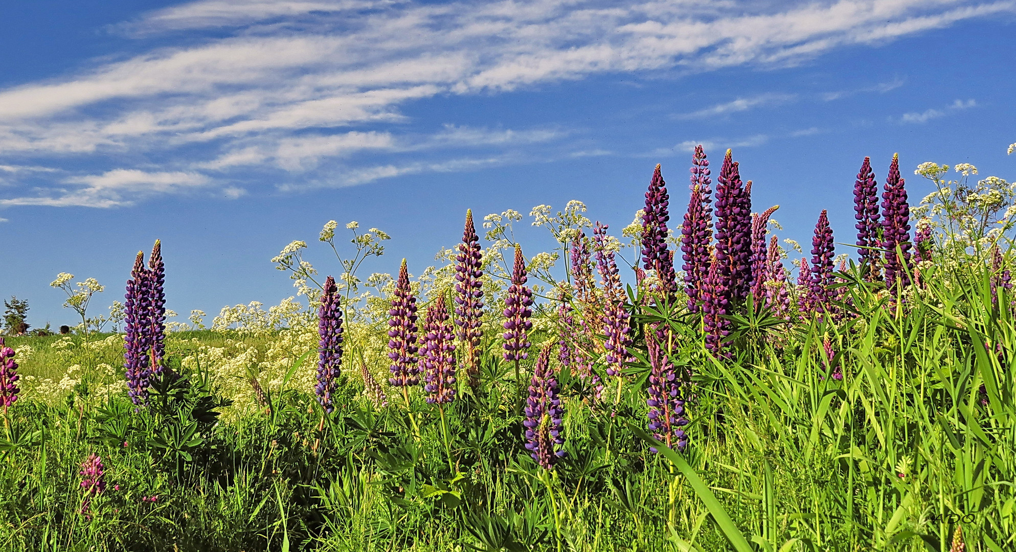 Lupines