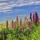 Lupines