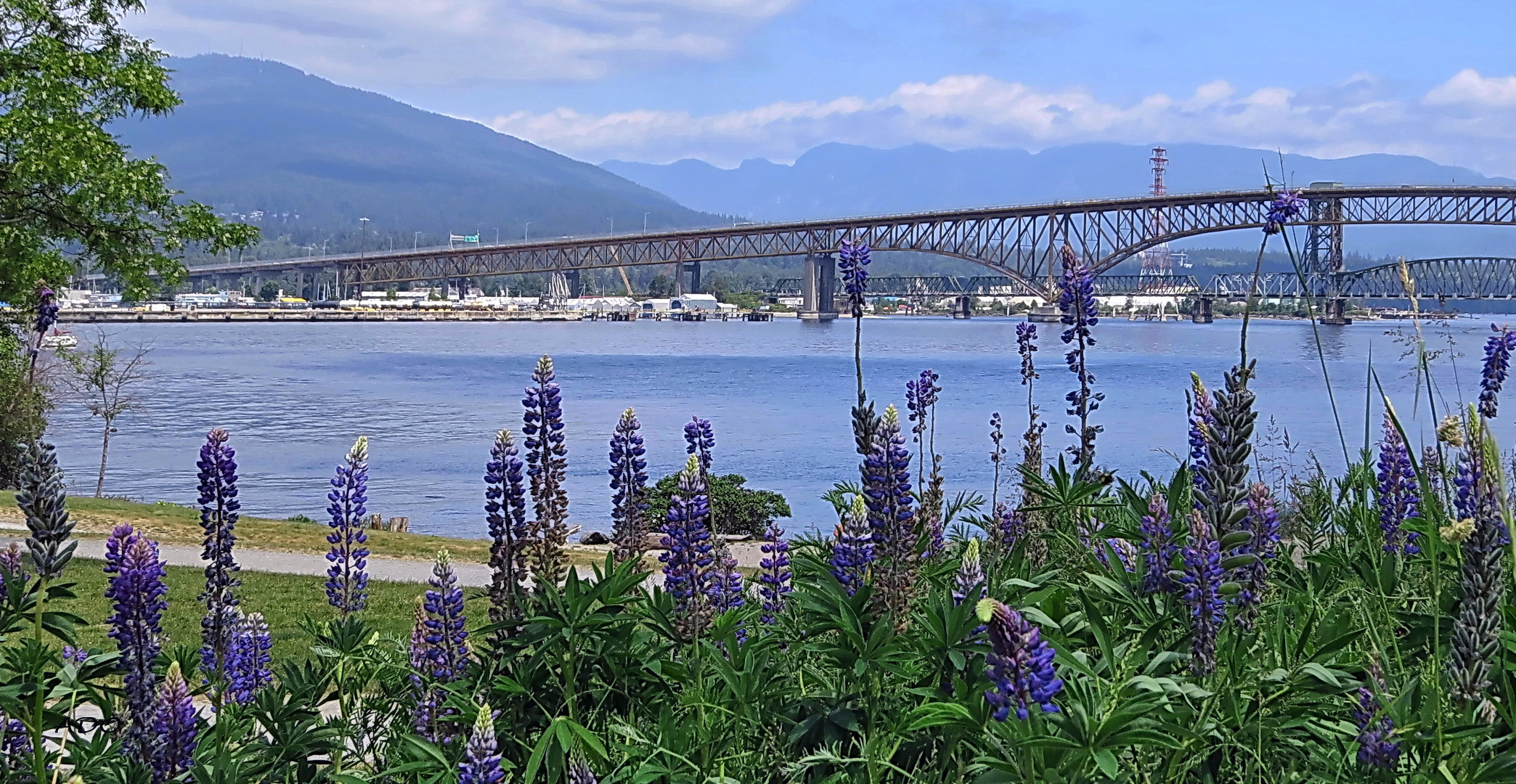 Lupines