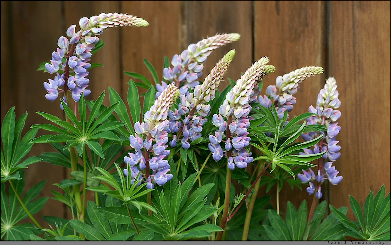 Lupines at dacha fence